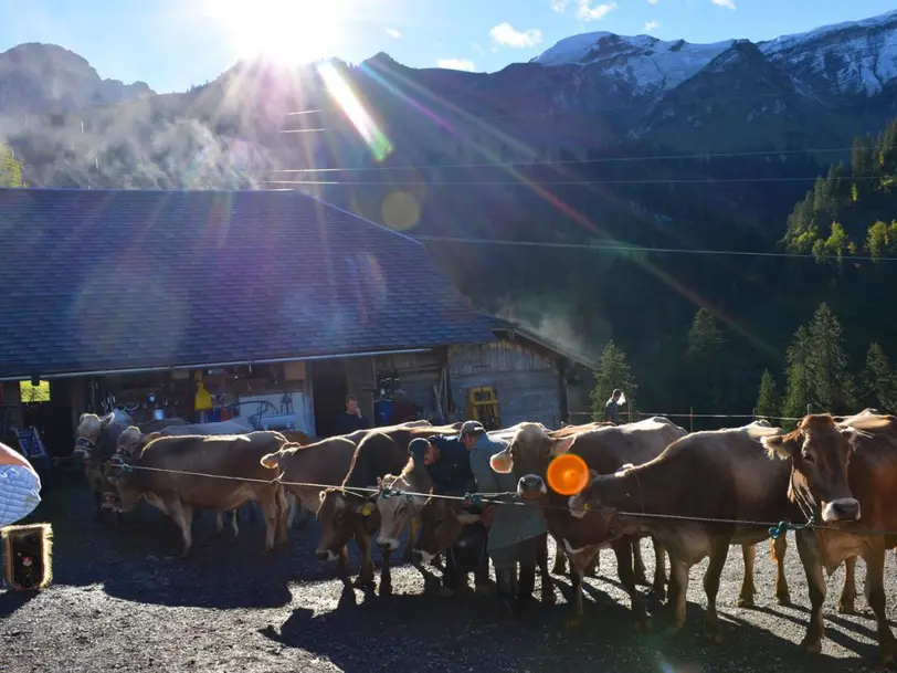 Alp Arni-Schwand in Giswil