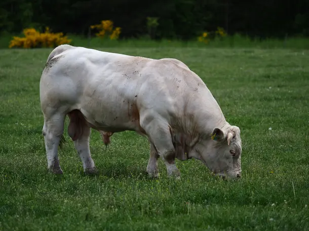 Charolais Bio-Hof Schmidt