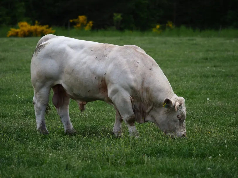 Charolais Bio-Hof Schmidt in Mönchsroth