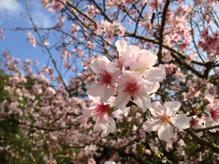 Kirschblüten in der Sonne.