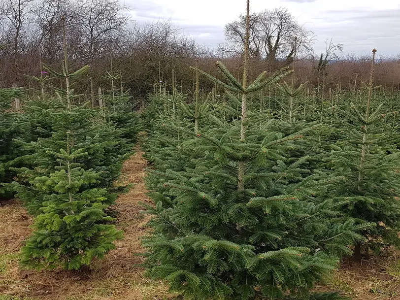 Natürliche Weihnachtsbäume zum selber schlagen / Natürlich-Nordmann-Extertal in Extertal