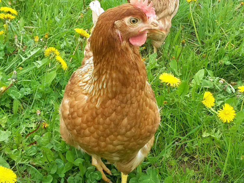 Kammerbacher Geflügel in Bad Sooden-Allendorf/Kammerbach