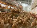 Geflügelhof Huster in Verl Geflügelhof Huster in Verl