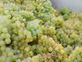 Weingut, Destellerie und Ferienwohnungen Grafenhof in Heuchelheim-Klingen Weingut, Destellerie und Ferienwohnungen Grafenhof in Heuchelheim-Klingen