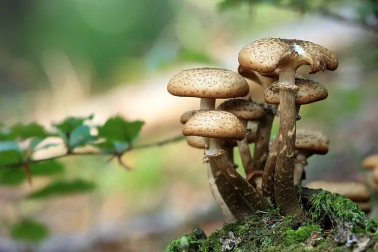 Pilze im Garten