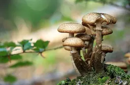 Pilze im Garten