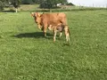 Bisonhof Nuß in Bad Mergentheim - Stuppach Bisonhof Nuß in Bad Mergentheim - Stuppach