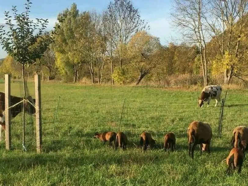 Hofladen Waldwiesenwei in Schwerbach