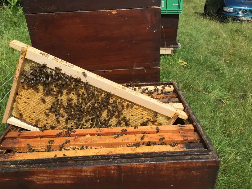 BioManufaktur Schneider - Bioland-Imkerei und mehr...... in Dauchingen