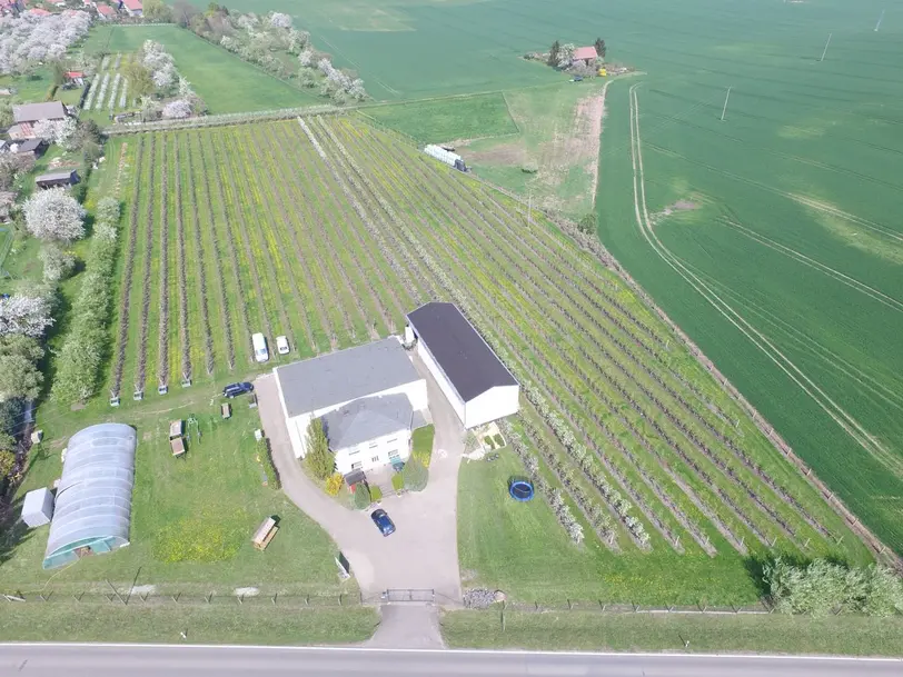 Obstplantage Carsten Kundt in Aspenstedt