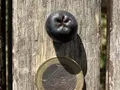 Aroniaplantage an der Iller in Bayern - Heimertingen Aroniaplantage an der Iller in Bayern - Heimertingen