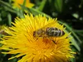 BioManufaktur Schneider - Bioland-Imkerei und mehr...... in Dauchingen