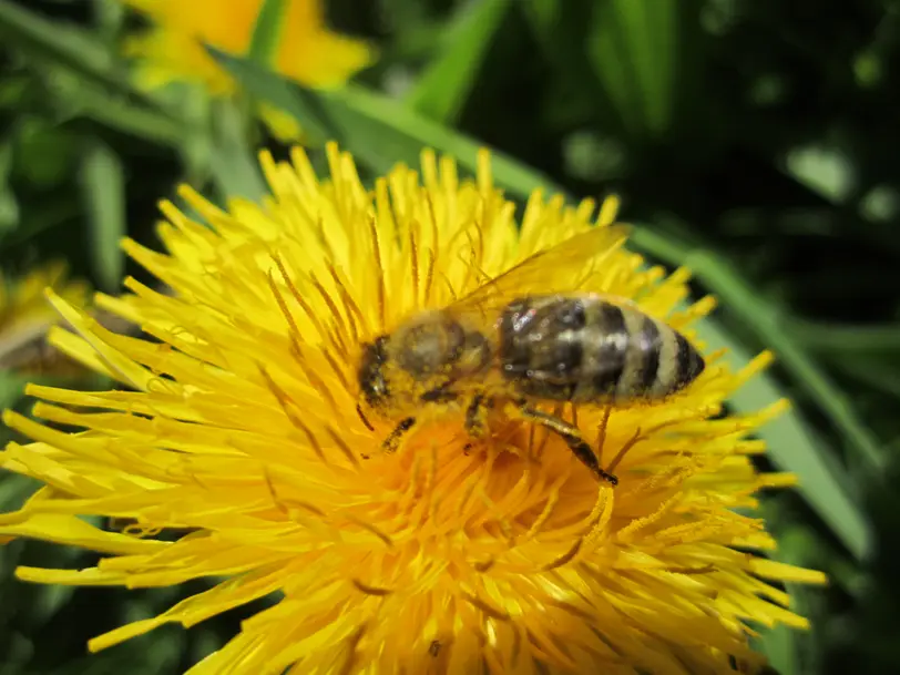 BioManufaktur Schneider - Bioland-Imkerei und mehr...... in Dauchingen