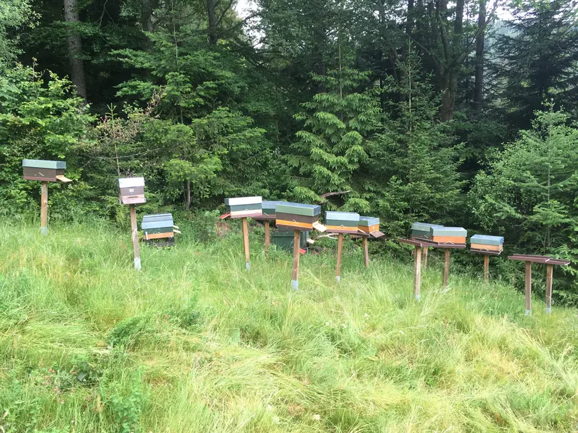 Bio Imkerei Hildebrand in Baiersbronn