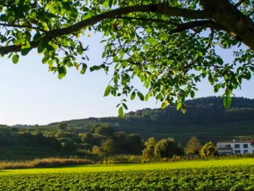 Bioland-Betrieb Schambachhof in Bötzingen - Kaiserstuhl