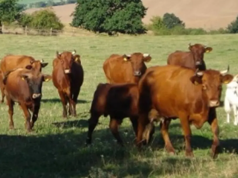 Ökohof Familie Tuch in Ziegelroda