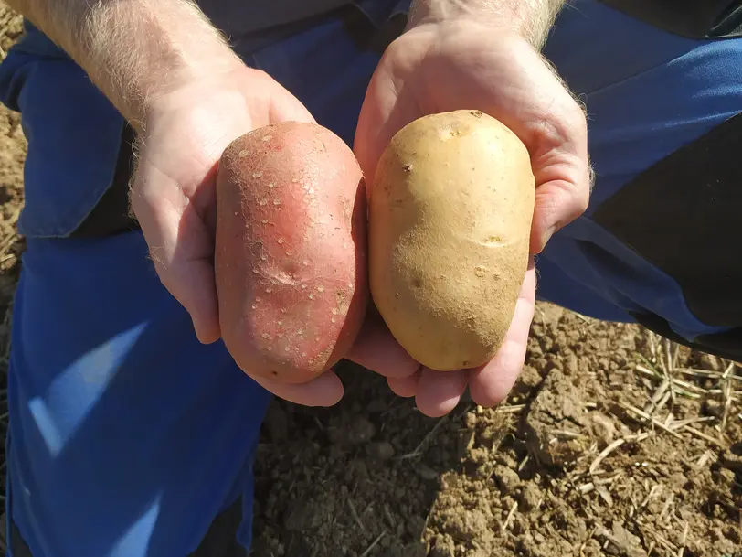 Flegler Biokartoffeln in Wertheim-Urphar