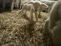 Fendllamm in Warngau