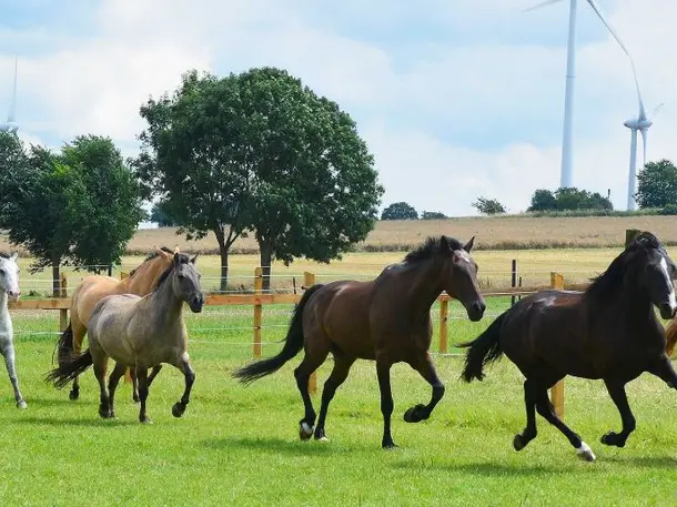 Ponyhof Budde-Kemper