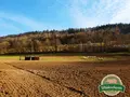 Weideschwein vom Wutachtal in Wutöschingen