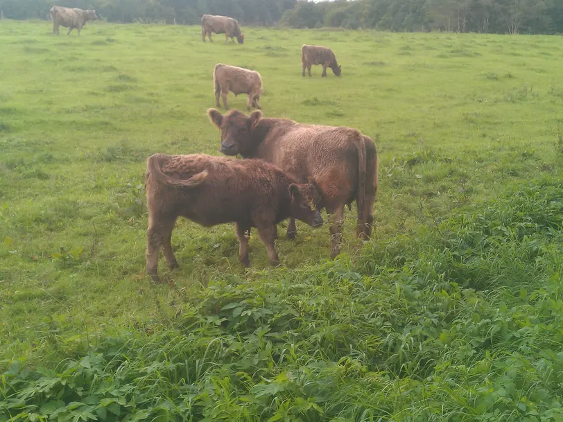 Galloways vom Hegewald in Bad Wildungen-Hundsdorf