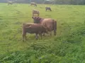 Galloways vom Hegewald in Bad Wildungen-Hundsdorf Galloways vom Hegewald in Bad Wildungen-Hundsdorf