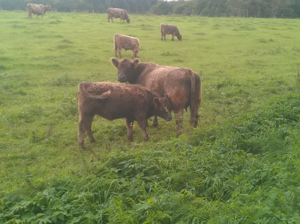 Galloways vom Hegewald