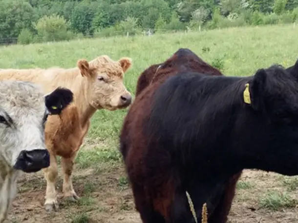 Waldhof Pensionspferde & Gallowayzucht; Taunus Wagyu