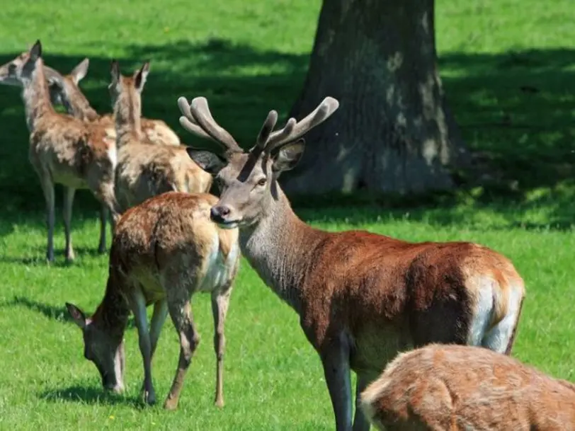 Ortners Hirsch- und Honigerzeugnisse in Bad Birnbach