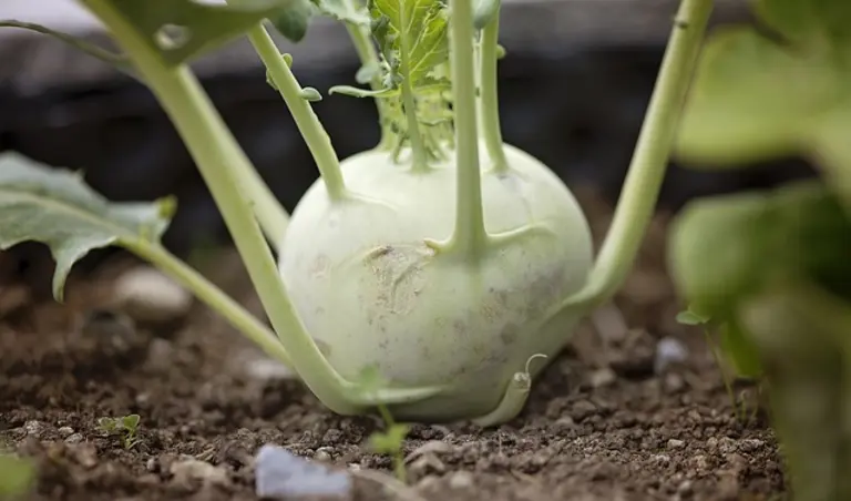 Kohlrabi direkt vom Feld