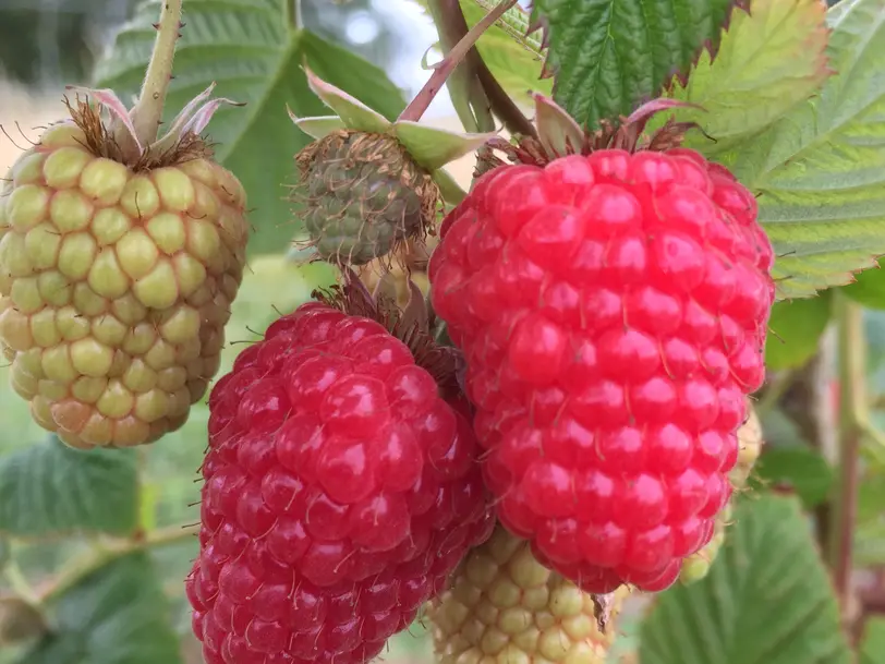 Obstplantage Carsten Kundt in Aspenstedt