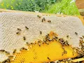 Honigmanufaktur/Imkerei - TheHoneyBees Altwiesloch in Wiesloch Honigmanufaktur/Imkerei - TheHoneyBees Altwiesloch in Wiesloch