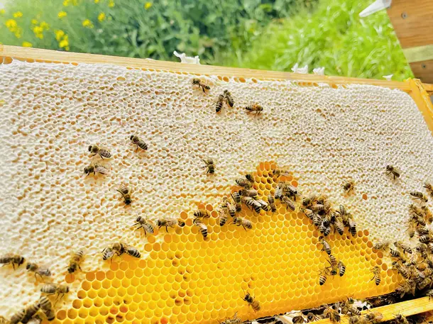 Honigmanufaktur/Imkerei - TheHoneyBees Altwiesloch