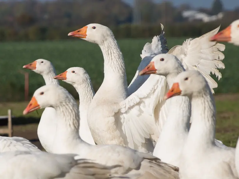 Markeruper Gänse und Enten in Husby