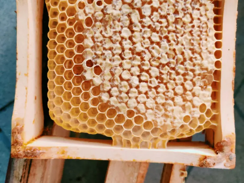 Honeystly Bio-Bienenprodukte in GOETZENDORF AN DER LEITHA Götzendorf an der Leitha