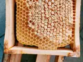 Honeystly Bio-Bienenprodukte in GOETZENDORF AN DER LEITHA Götzendorf an der Leitha