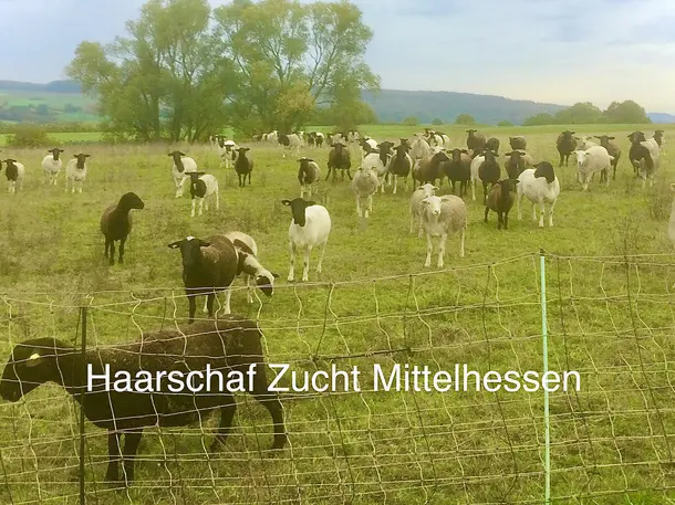 Haarschaf Zucht Mittelhessen