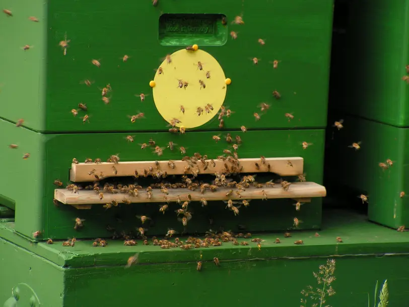 Imkerei - Honigverkauf / Bienenvölker in Rastede
