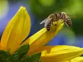 Imkerei Bienenvolker in Schonungen Imkerei Bienenvolker in Schonungen
