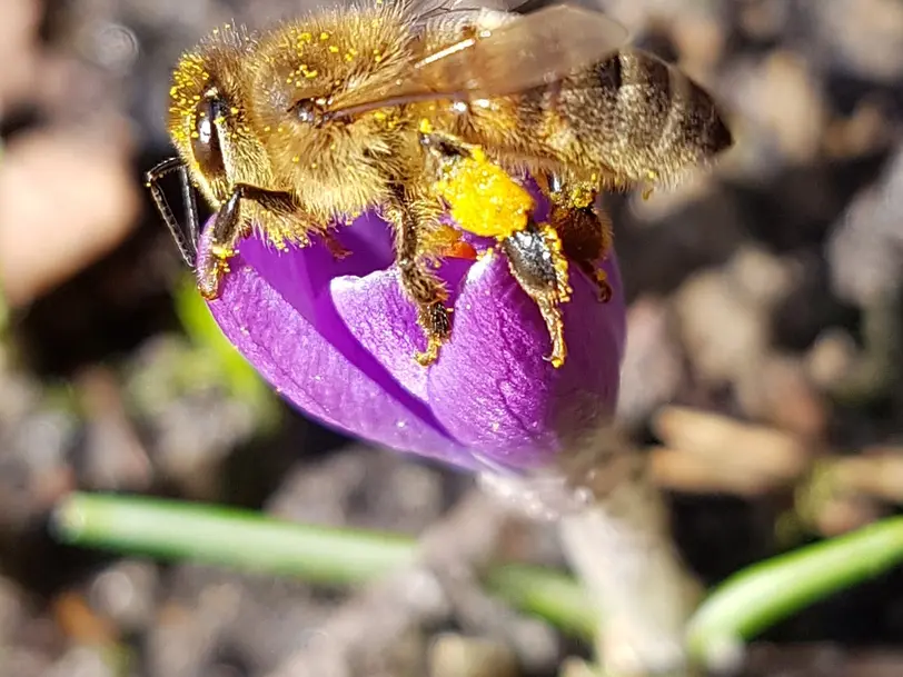 Bienengarten Harder  in Wandlitz