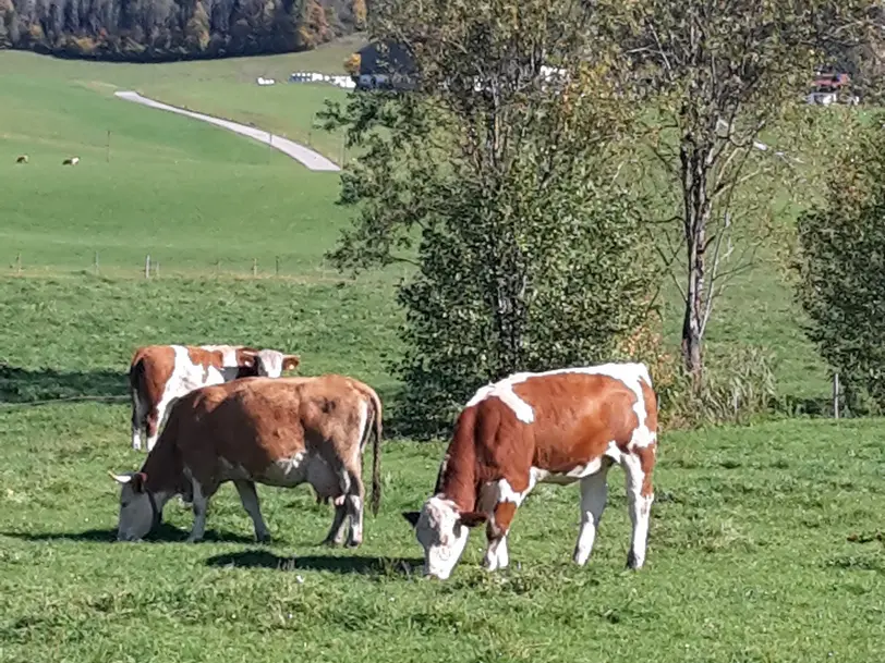 Hörlhof - Abhof-Verkauf in Inzell