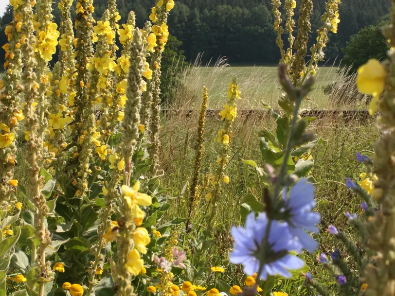 Permakulturhof Eselgarten in Mittelneufnach