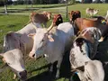 Zwergzebu Meckelwege in Lienen-Kattenvenne Zwergzebu Meckelwege in Lienen-Kattenvenne