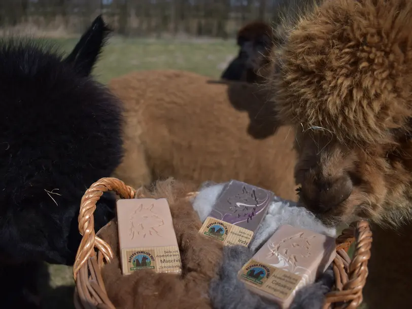 Tiny Alpaca Town in Sonnenberg