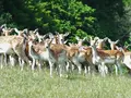 Mühlengut Voldagsen in Einbeck Mühlengut Voldagsen in Einbeck