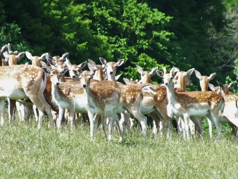 Mühlengut Voldagsen in Einbeck