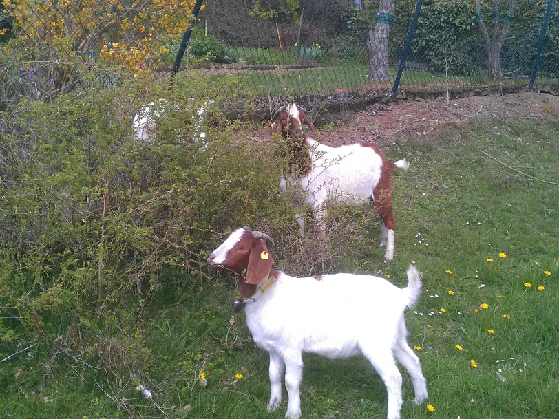 Galloways vom Hegewald in Bad Wildungen-Hundsdorf