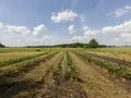 Solidarische Landwirtschaft und Lernort BAUERei Potsdam-Grube in Potsdam Solidarische Landwirtschaft und Lernort BAUERei Potsdam-Grube in Potsdam
