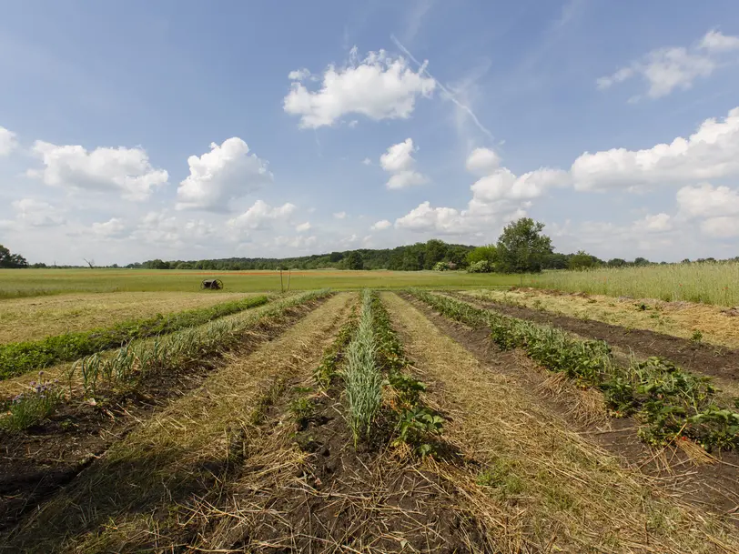 Solidarische Landwirtschaft und Lernort BAUERei Potsdam-Grube in Potsdam