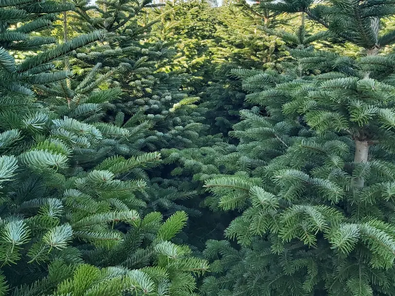 Westerwald Tanne in Elkenroth